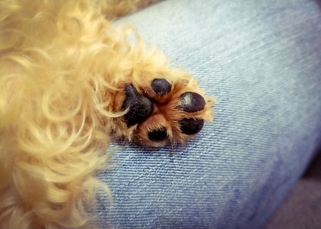 犬　フローリング　けが