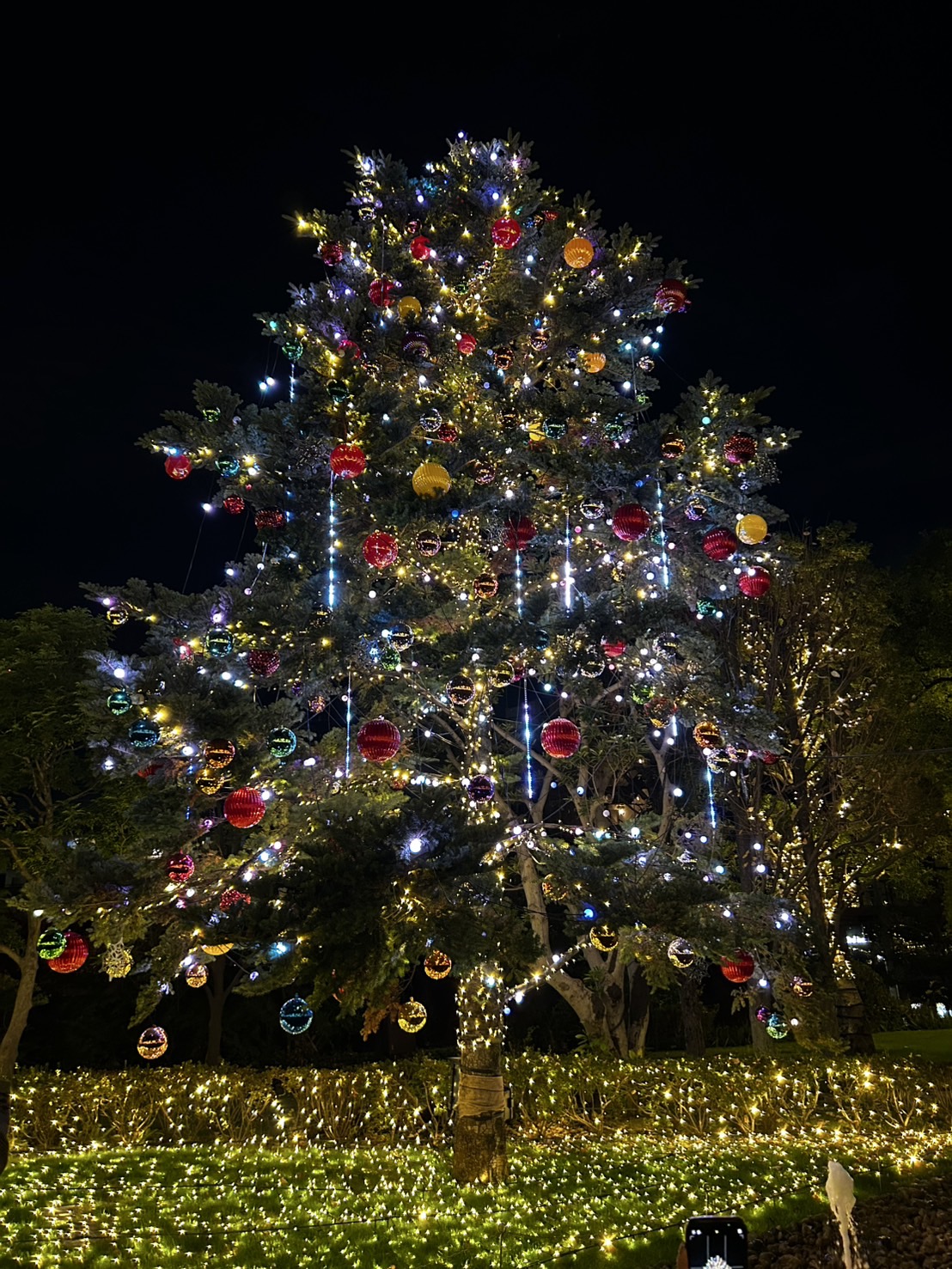 クリスマスツリーチャレンジ🎄 - Handymanリフォームブログ