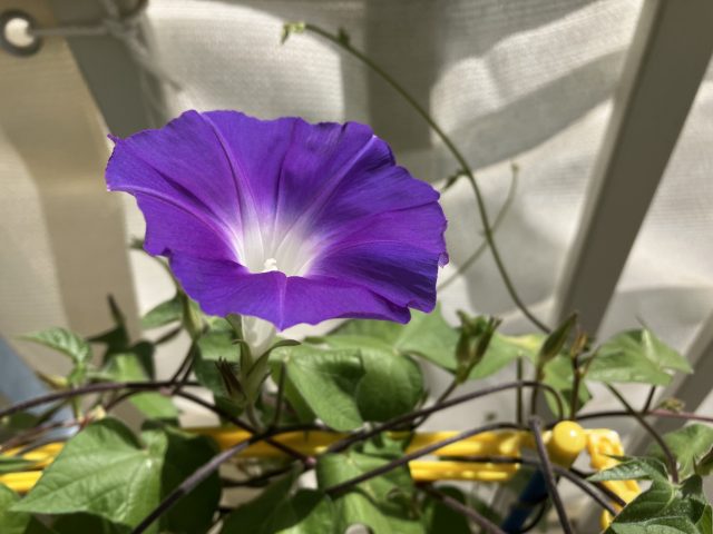 朝顔　宿題